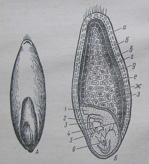 Зерновки пшеницы рисунок